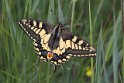 J01_3117_britannicus Swallowtail